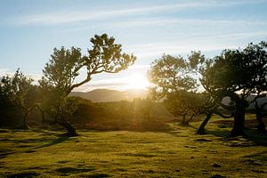 Forêt de Fanal
