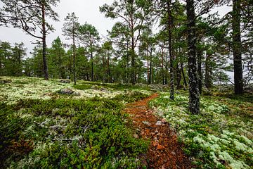 Forest path among the moss by Martijn Smeets