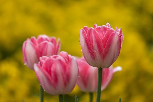 Close-up van roze en witte tulpen met regendruppels