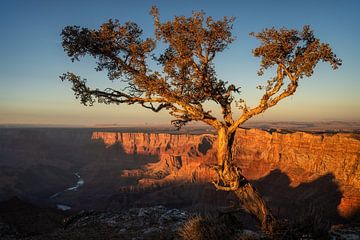 Boom met uitzicht op de Grand Canyon