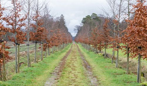 Road in a park