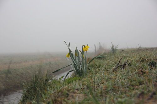 Texel Landschap 042