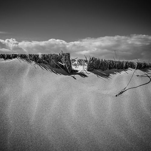 Dune avec roseaux.