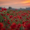 Champ de coquelicots au coucher du soleil sur Patricia van Kuik