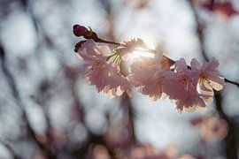Spring blossom by Isabel Alba Gonzalez