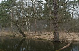 Dwingelderveld - Drenthe (Pays-Bas) sur Marcel Kerdijk