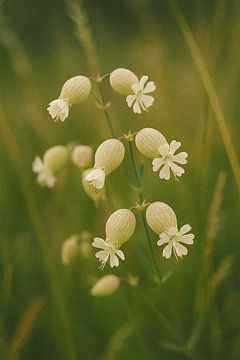 Blaassiline by Bert Quaedvlieg