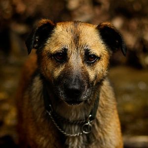Hund - Mr. Bee
