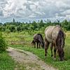 Chevaux Konik au Molenplas près de Stevensweert sur John Kreukniet