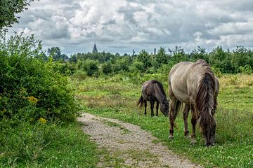 Konikpaarden bij de Molenplas bij Stevensweert van John Kreukniet