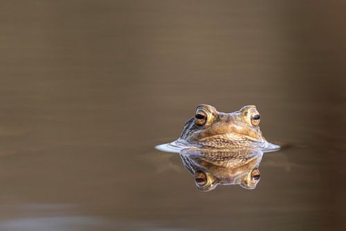 Pfad im Waldbachtümpel in Renkum von Wendy van der Klift-Bartelings
