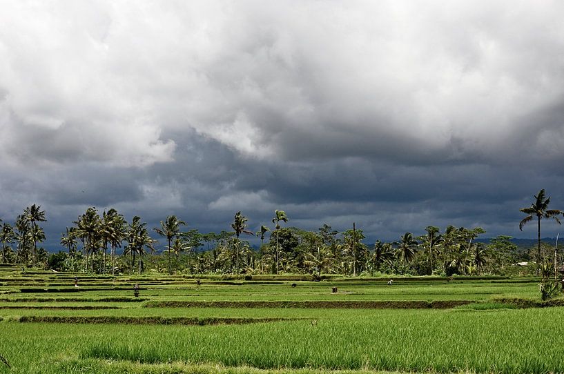 Tegallalang: Harmonie unter den Wolken von Frank Photos