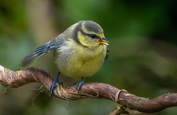 Mama waar blijf je? - Pimpelmeesje van arnemoonsfotografie