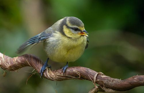 Mama waar blijf je? - Pimpelmeesje