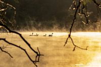 Sunrise with golden glow with swans