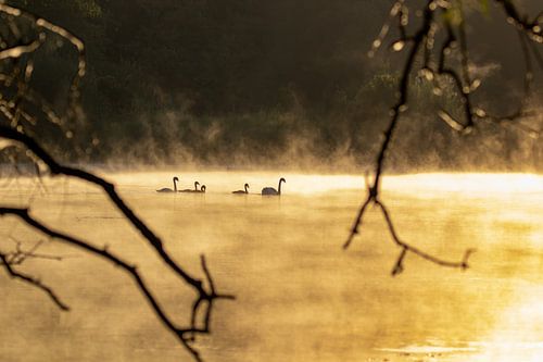 Sunrise with golden glow with swans