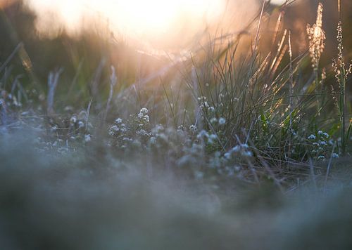 Wolfhezerheide part 122