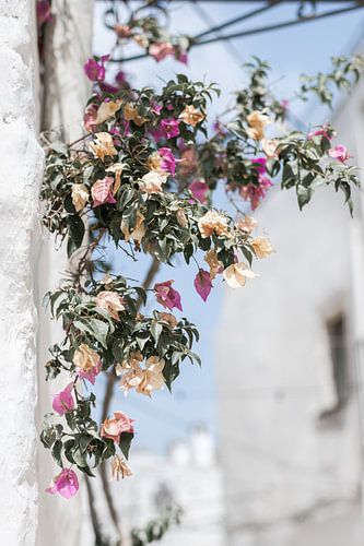 Bloemen van Ostuni