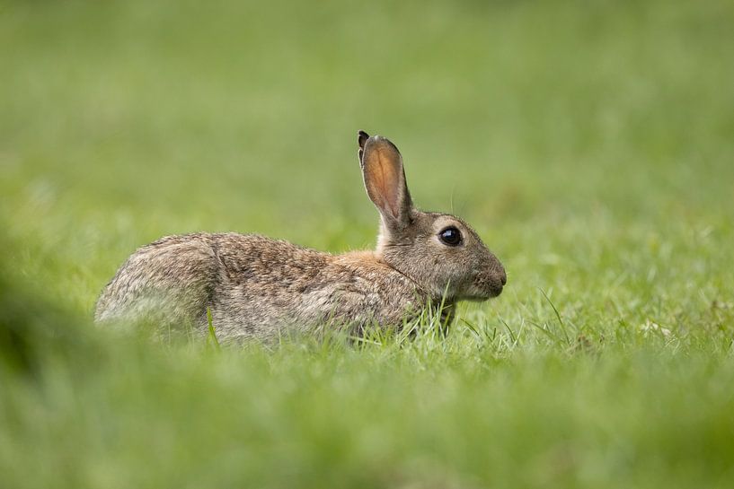 Rabbit by Steffie van der Putten