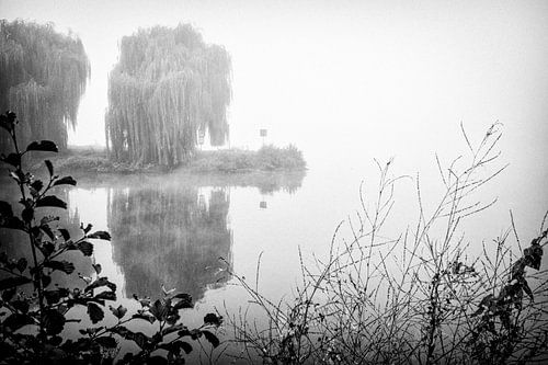 Treurwilg op schiereiland in de mist