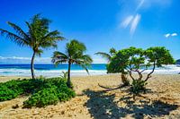 Strand met palmbomen in Hawaï