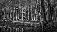 Bos in zwart wit van Peter Bolman thumbnail