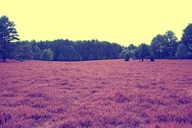 Heathland van Bo Valentino