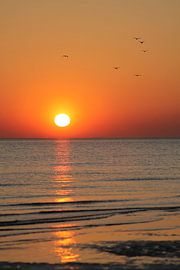 Sunset, spoonbills in the sky