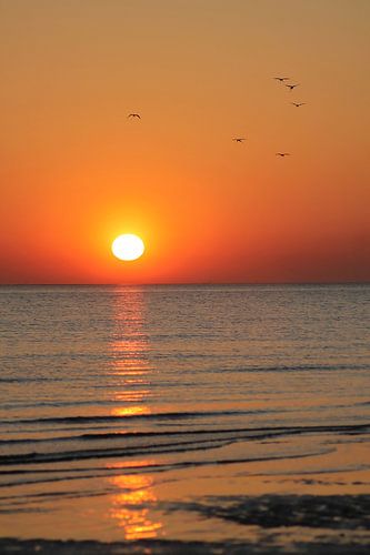 Sunset, spoonbills in the sky