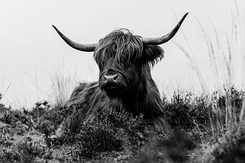 Scottish highlander - Veluwe