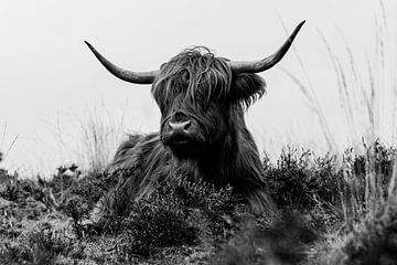 Schotse hooglander - Veluwe van Bastiaan