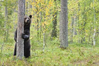 Bruine beer in bos in Finland in de herfst