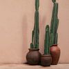 Cactussen in pot voor roze muur | reisfotografie print | Sri Lanka van Kimberley Jekel