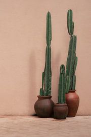 Cactussen in pot voor roze muur | reisfotografie print | Sri Lanka