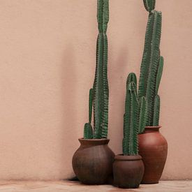Cactus en pot devant un mur rose | photographie de voyage | Sri Lanka sur Kimberley Jekel