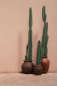 Cactussen in pot voor roze muur | reisfotografie print | Sri Lanka