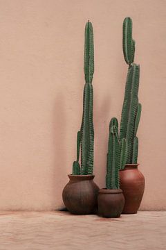 Cactus en pot devant un mur rose | photographie de voyage | Sri Lanka