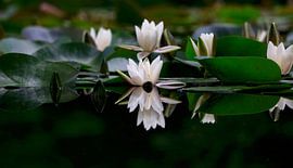 Pittoresque étang aux nénuphars sur Thomas Jäger