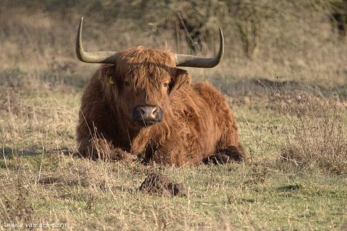 Natuur, koeien, schotse Hooglanders