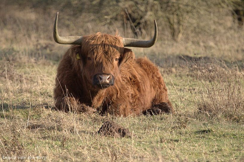 Natur, Kühe, Schottische Hochlandbewohner von Angela van den Berg