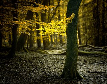 Yellow Light van Kees van Dongen