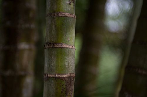 Bamboo close-up