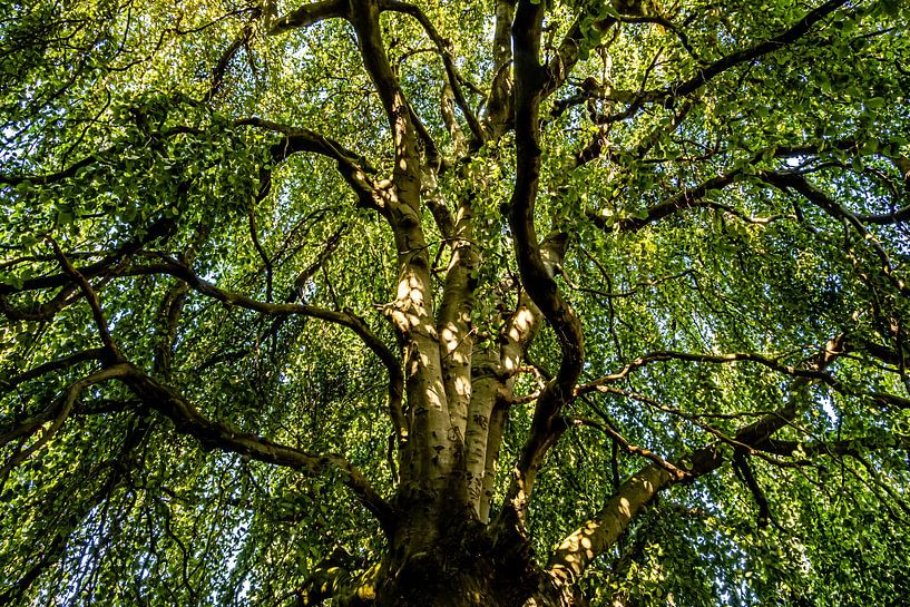 Weeping beech by Dieter Walther