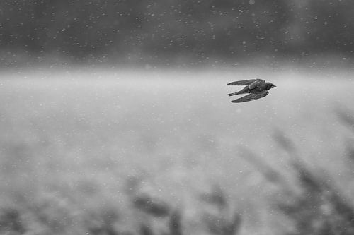 swallow in the rain by Reno  van Dijk