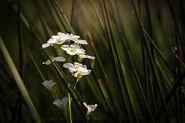 White flowers by Mariette Kranenburg