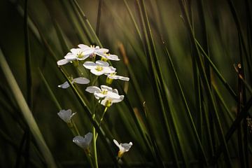 Witte bloemen van Mariette Kranenburg