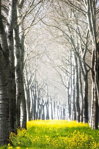 Printemps dans le Flevopolder, Pays-Bas. sur Ron van der Stappen