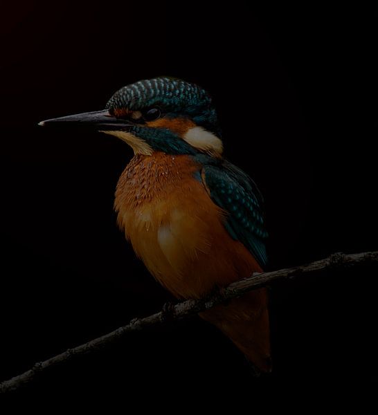 Eisvogel, junges Männchen von Wouter Van der Zwan