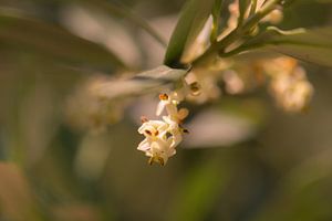 fleur d'olivier sur Tania Perneel