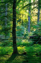 Rold Skov (Denmark) by Marcel Kerdijk